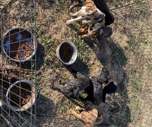 Beagle-Bluetick Coonhound Mix Puppy for sale in CUMBERLAND, VA, USA