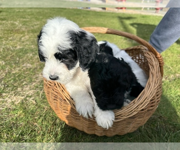 Medium Photo #9 Aussiedoodle Puppy For Sale in BREMERTON, WA, USA