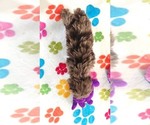 Small #3 Cockapoo (Toy)-Poodle (Toy) Mix