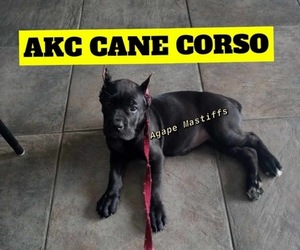 Cane Corso Puppy for sale in MORRISTON, FL, USA