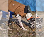 Small #3 Great Dane