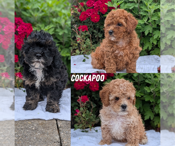Medium Photo #1 Cock-A-Poo Puppy For Sale in GOSHEN, IN, USA