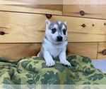 Small #7 Alaskan Klee Kai-Pomeranian Mix