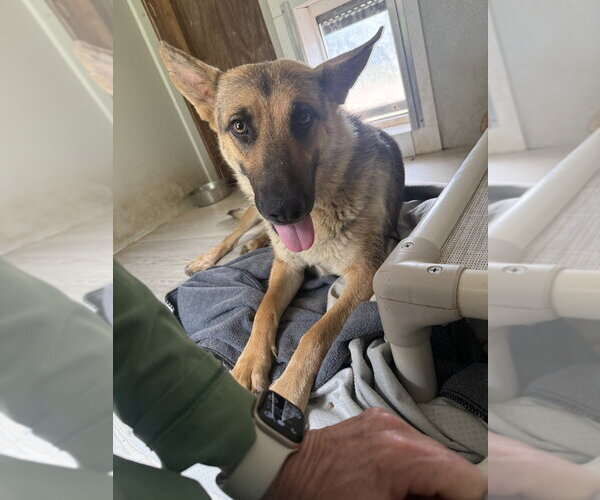 Medium Photo #2 German Shepherd Dog Puppy For Sale in Bolivar, MO, USA