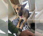 Small #1 German Shepherd Dog
