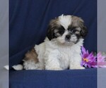 Small #2 Shih Tzu