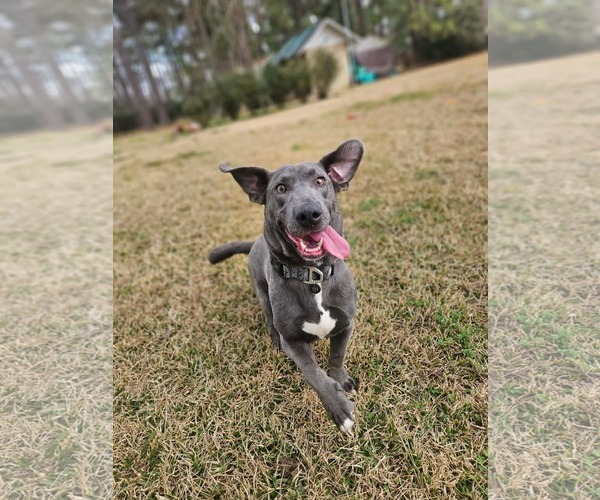 Medium Photo #4 Basschshund Puppy For Sale in Wakefield, RI, USA