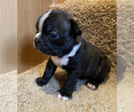 Small Photo #4 Boston Terrier Puppy For Sale in FRANKLIN, NC, USA