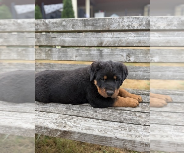 Medium Photo #3 Rottweiler Puppy For Sale in GRESHAM, OR, USA