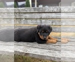 Small #2 Rottweiler