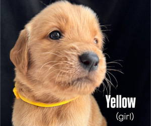 Medium Golden Retriever