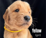 Puppy 4 Golden Retriever
