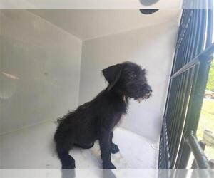 Miniature Schnauzer-Unknown Mix Dogs for adoption in Houston, TX, USA