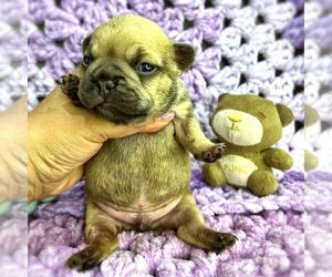 French Bulldog Puppy for sale in OJAI, CA, USA