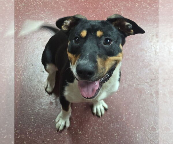 Medium Photo #11 Mutt Puppy For Sale in Fargo, ND, USA