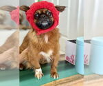 Small #1 Pekingese