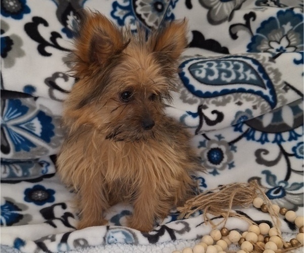 Medium Photo #2 Yoranian Puppy For Sale in ELKTON, KY, USA