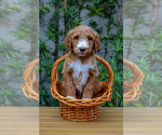Small Goldendoodle