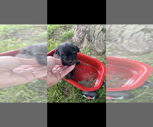 Medium Photo #4 Pomapoo (Toy) Puppy For Sale in NILES, MI, USA