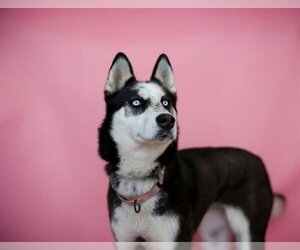 Siberian Husky Dogs for adoption in San Martin, CA, USA