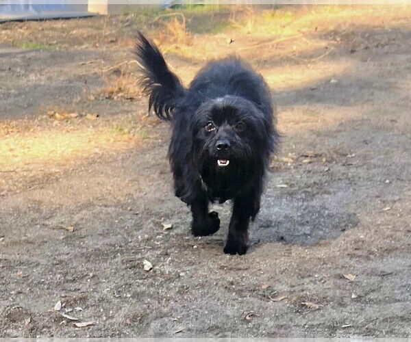 Medium Photo #4 Poodle (Miniature)-Unknown Mix Puppy For Sale in Dana Point, CA, USA