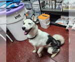 Small #6 Huskies  Mix