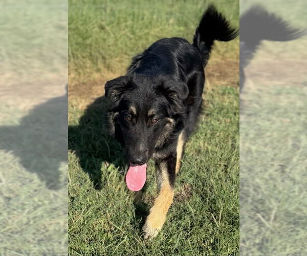 Medium Photo #4 Australian Shepherd-Unknown Mix Puppy For Sale in Winter Park, CO, USA