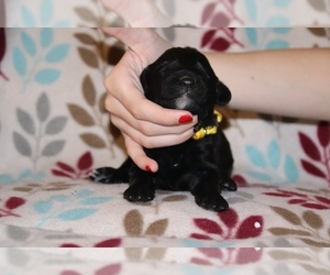 Goldendoodle Puppy for sale in UNION CITY, TN, USA