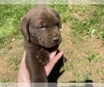 Small Photo #3 Labrador Retriever Puppy For Sale in FREDERICKSBURG, VA, USA