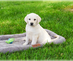 Small #4 Labrador Retriever