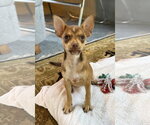 Small Chihuahua Mix