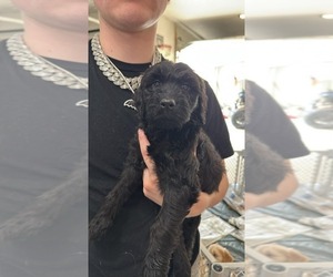Medium Goldendoodle