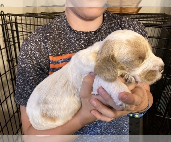 Medium Photo #21 Labradoodle Puppy For Sale in MIFFLINBURG, PA, USA