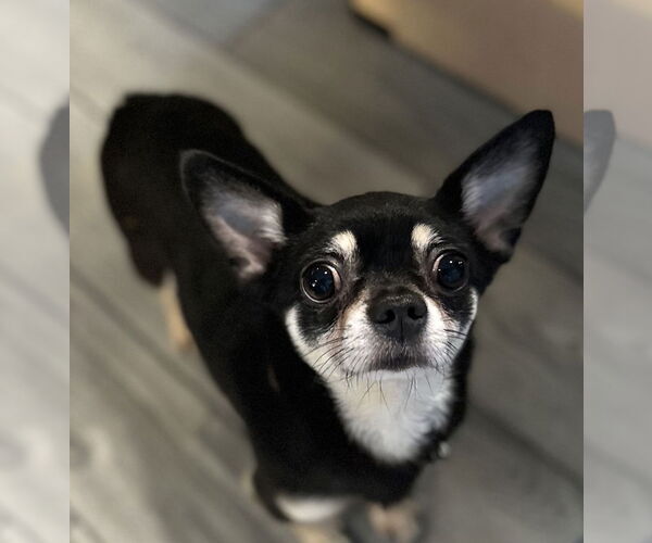 Medium Photo #1 Chiranian Puppy For Sale in Sanford, FL, USA