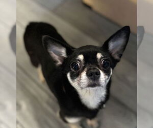 Chiranian Dogs for adoption in Sanford, FL, USA