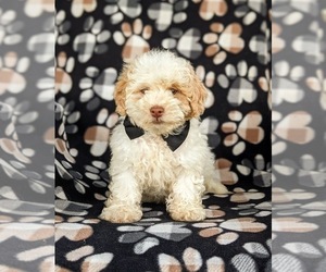 Shih-Poo Puppy for sale in LINCOLN UNIV, PA, USA