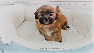 Mal-Shi-Unknown Mix Puppy for sale in LA MIRADA, CA, USA