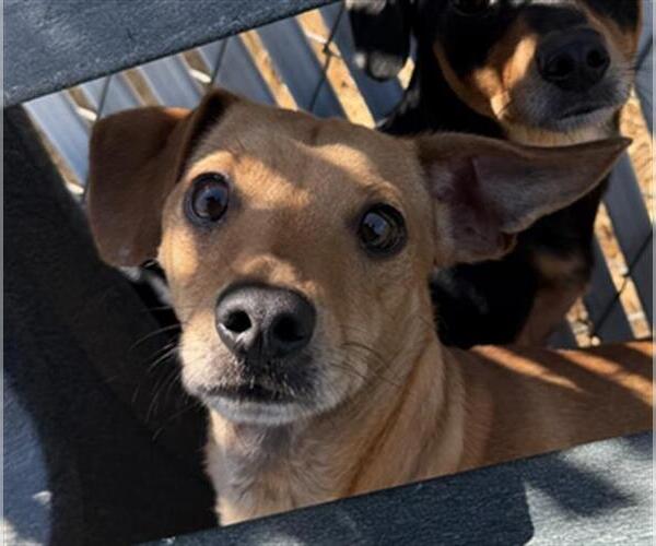 Medium Photo #1 Chihuahua Puppy For Sale in Bakersfield, CA, USA