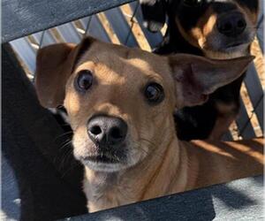 Chihuahua Dogs for adoption in Bakersfield, CA, USA
