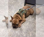 Small #1 French Bulldog