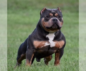 Father of the American Bully puppies born on 09/25/2021