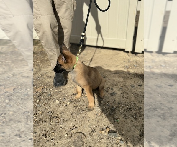 Medium Photo #21 German Malinois Puppy For Sale in FREDERICKSBURG, VA, USA