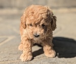 Small #2 Poodle (Toy)