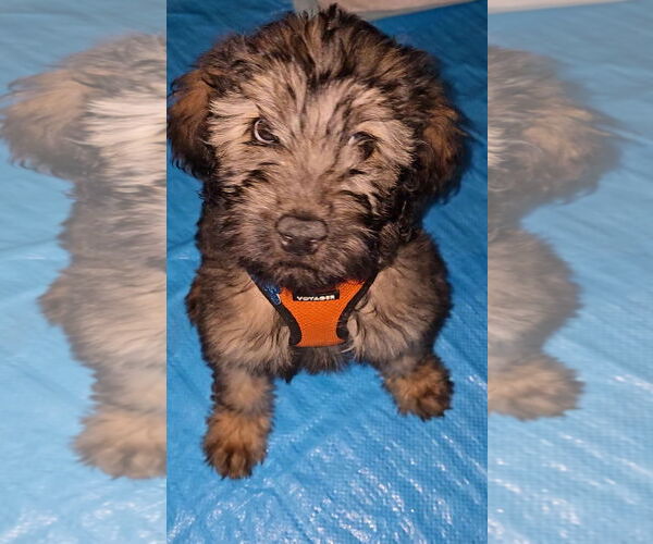 Medium Photo #3 Labrador Retriever-Unknown Mix Puppy For Sale in Plainfield, IL, USA