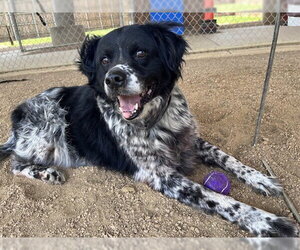 TREVOR - Male Mutt Dog for Adoption - Photo #2