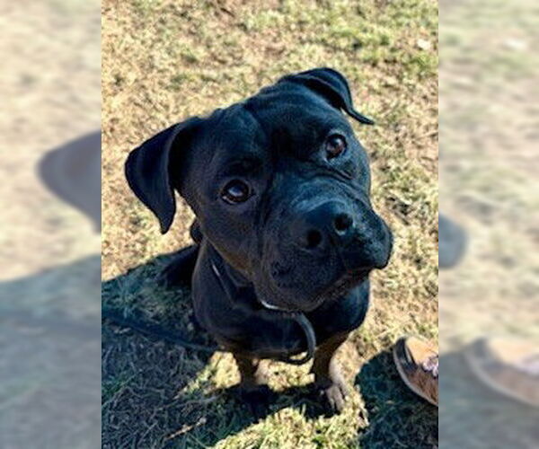 Medium Photo #2 Staffordshire Bull Terrier Puppy For Sale in Louisville, KY, USA