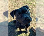 Small Photo #2 Staffordshire Bull Terrier Puppy For Sale in Louisville, KY, USA