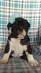 Small Photo #1 English Bulldog Puppy For Sale in LANCASTER, PA, USA