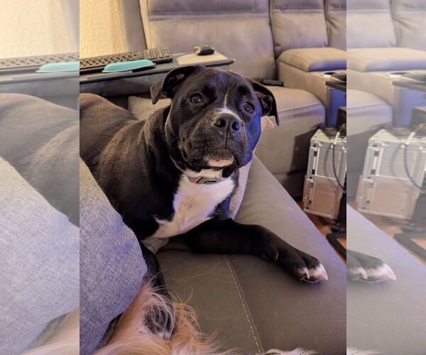 Medium Photo #2 American Pit Bull Terrier-Bulldog Mix Puppy For Sale in St. Louis Park, MN, USA