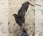 Small Photo #9 Mutt Puppy For Sale in Crete, IL, USA